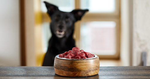 Image showcasing Top 10 Health Benefits of Probiotics for Dogs on a Raw Diet