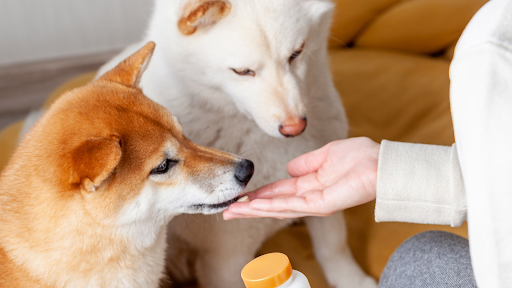 The Science Behind Probiotics for Dogs - Probiotics In Dog Food For Differential Reduction