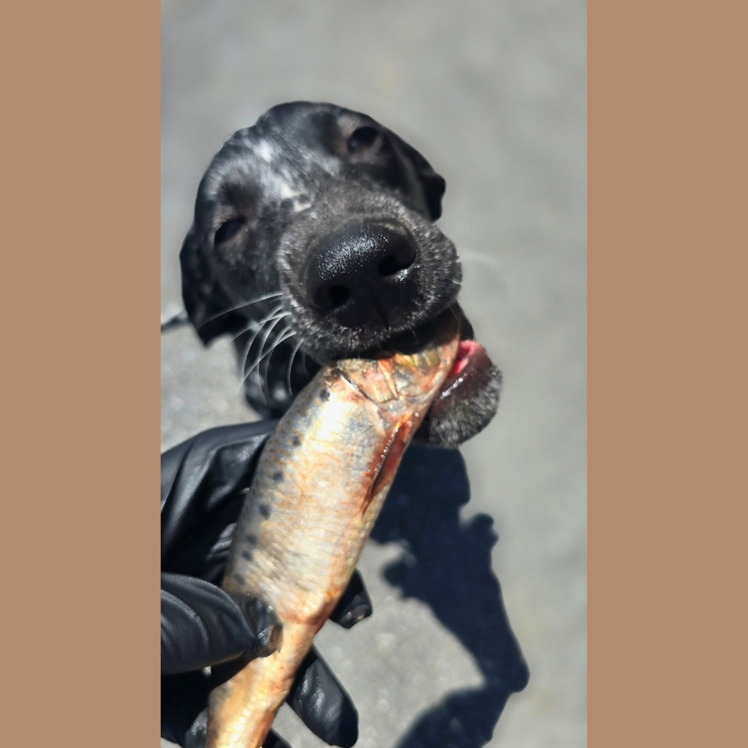 Sardines