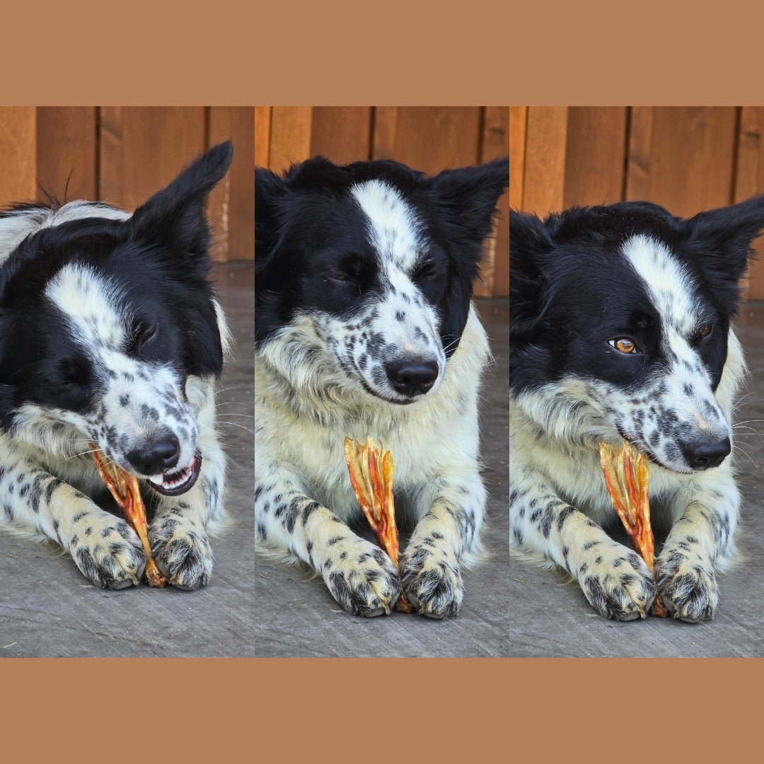 Dehydrated Duck Feet