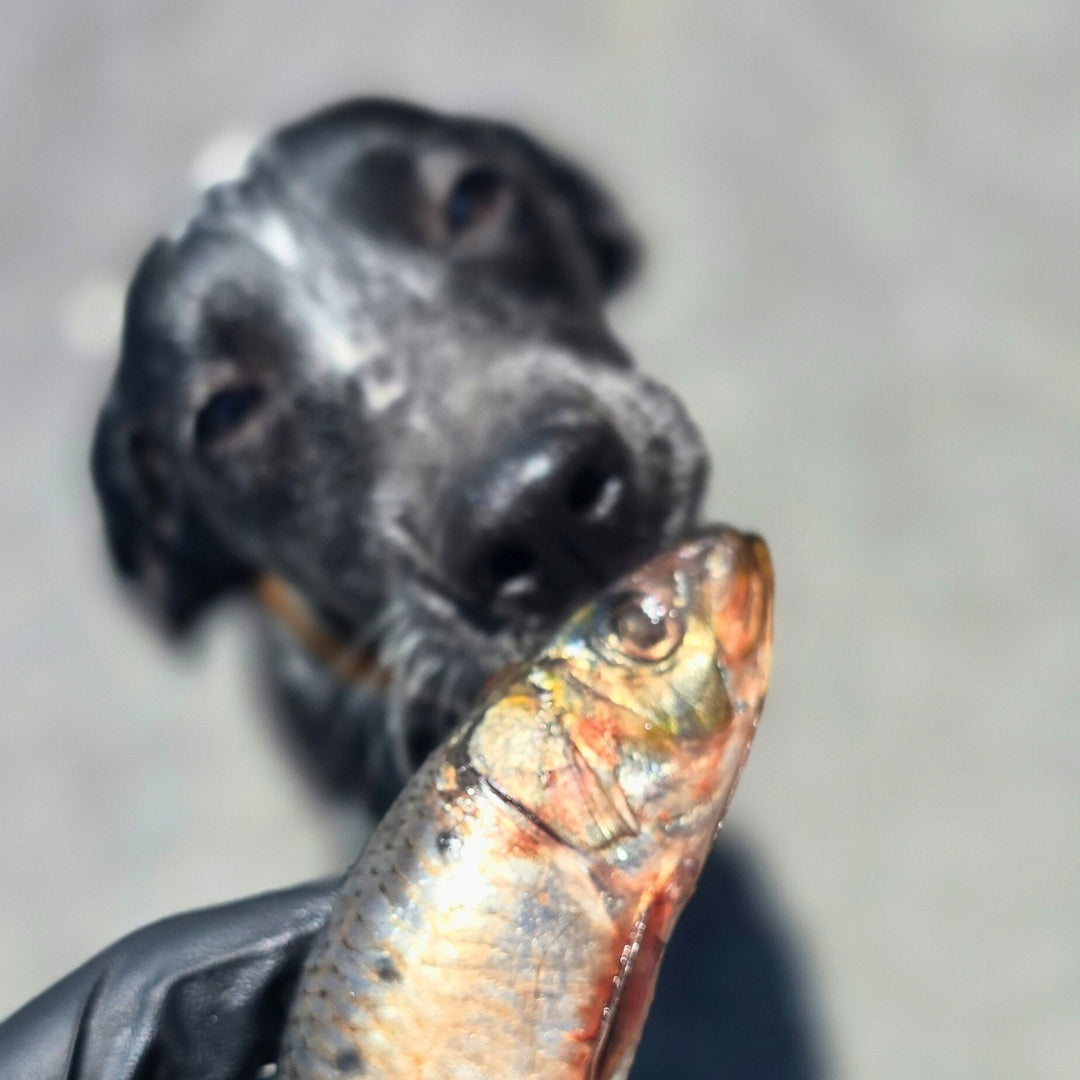 Sardines
