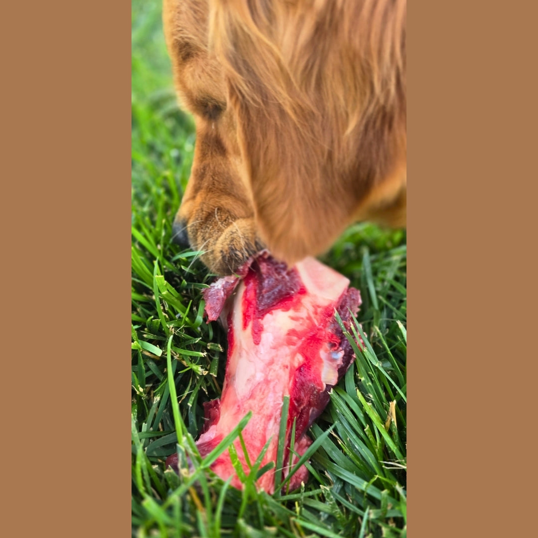 Beef Marrow Bone