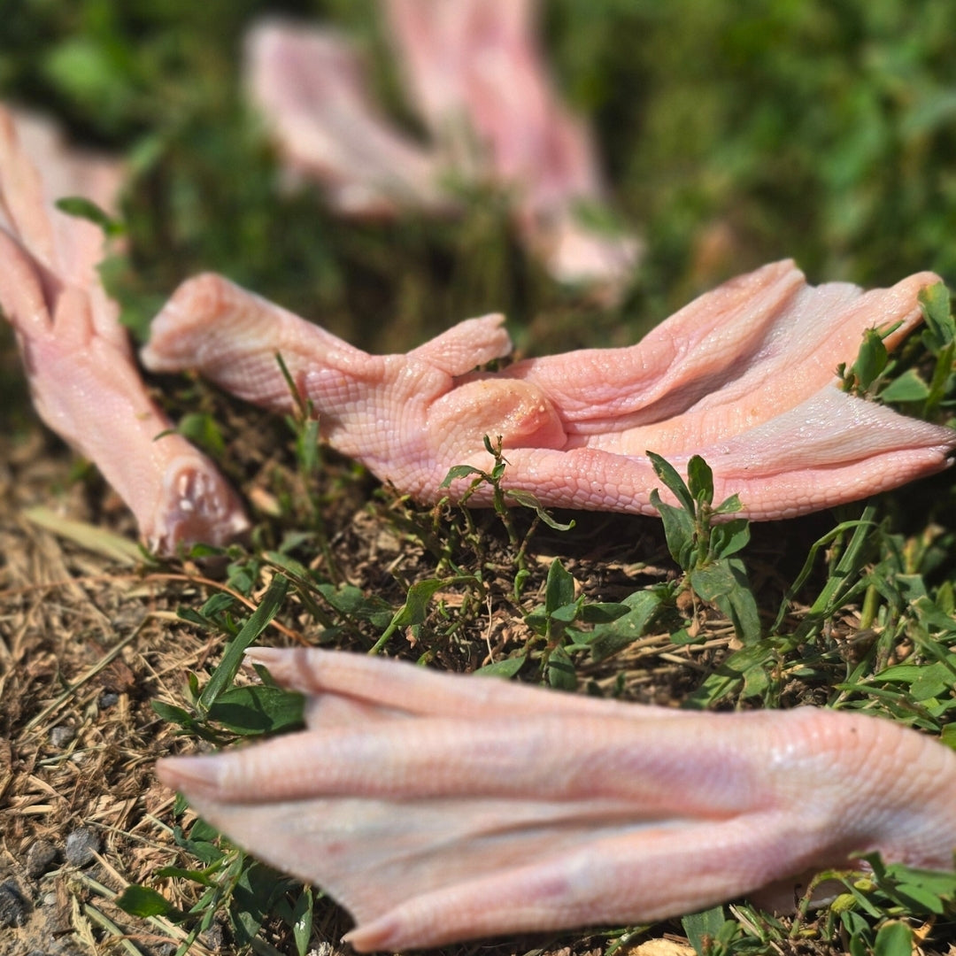 Duck Feet