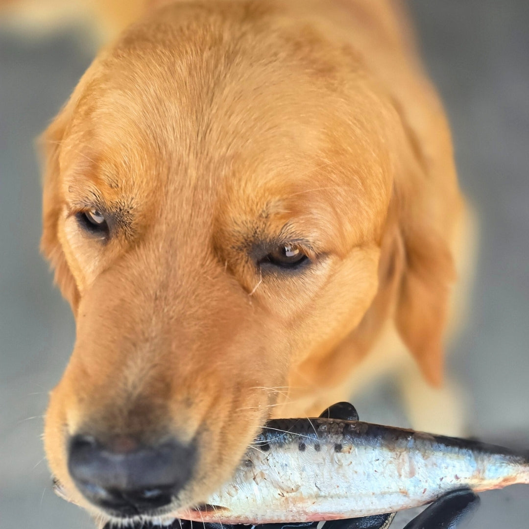 Sardines