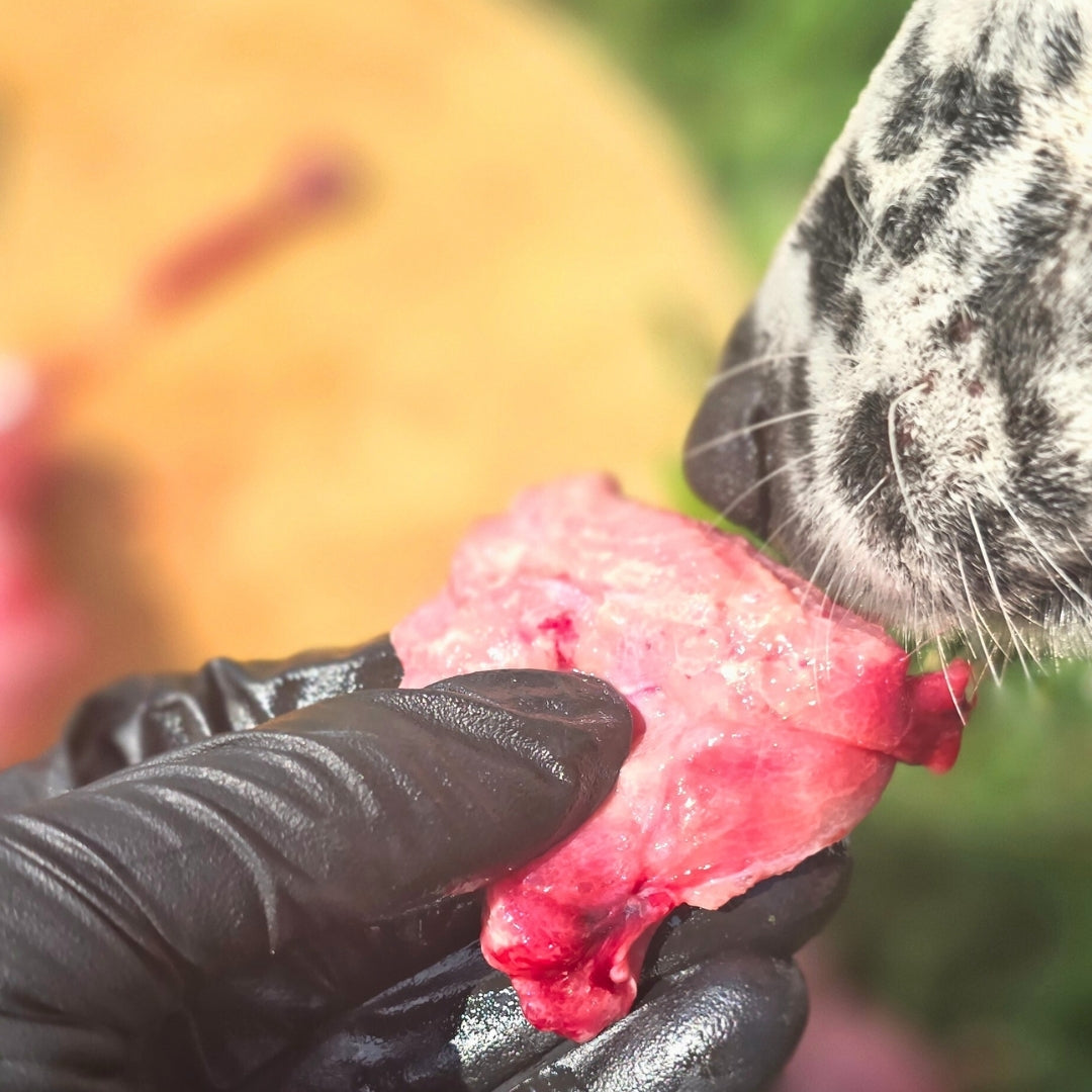 Beef Pancreas