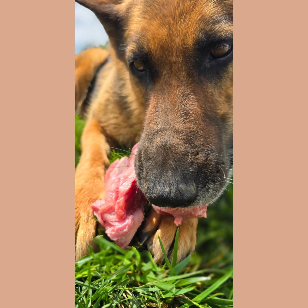 Meaty Calf Bones