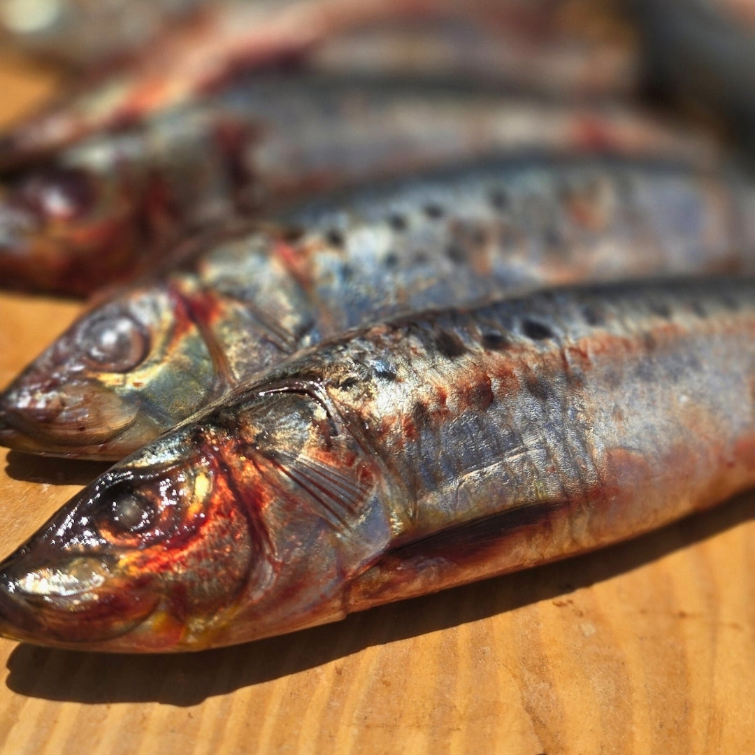 Sardines
