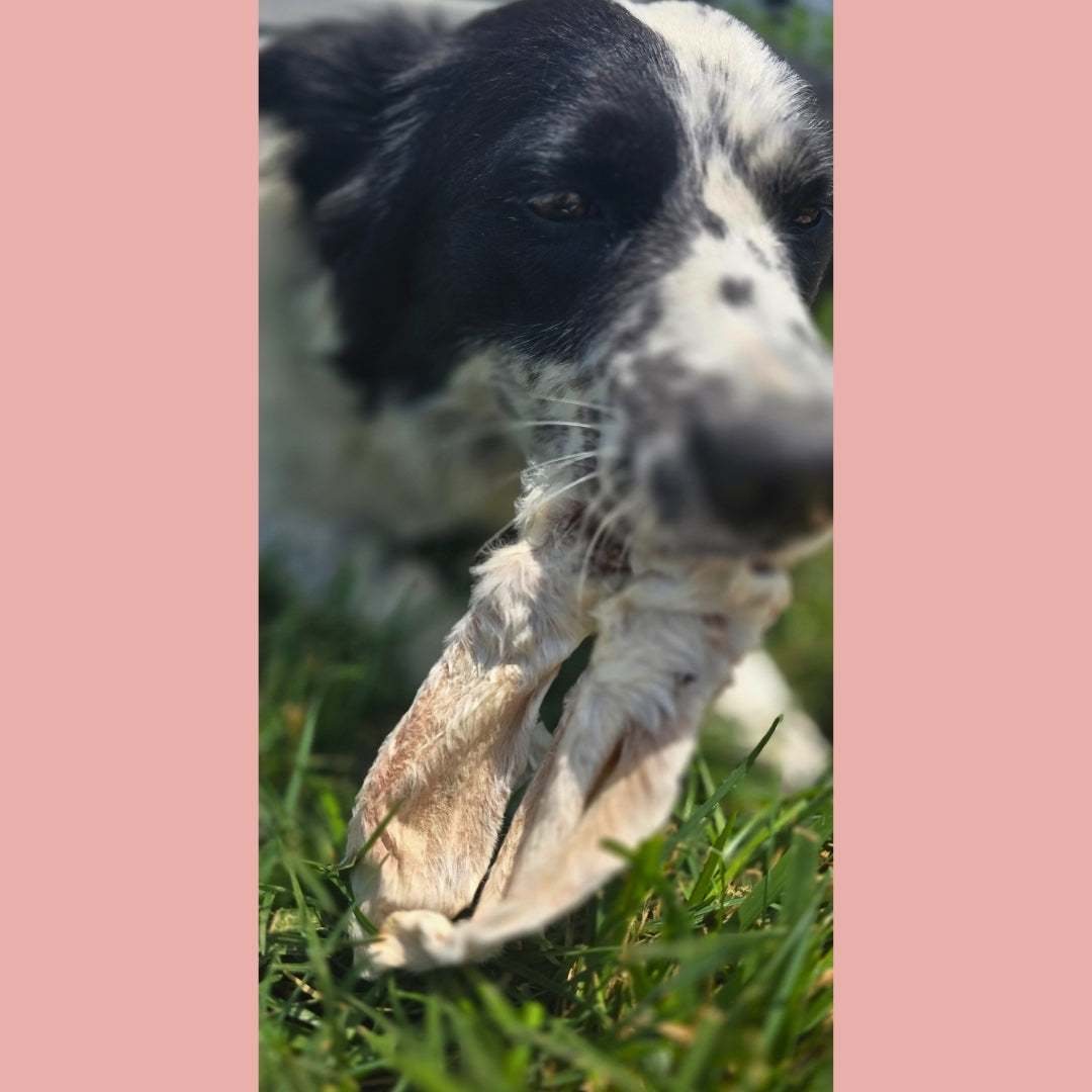 Dehydrated Rabbit Ears