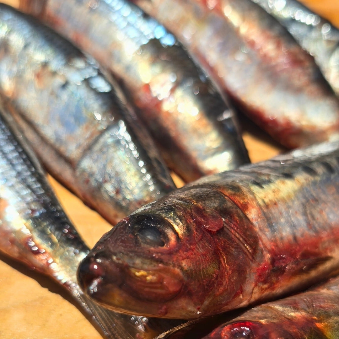 Sardines