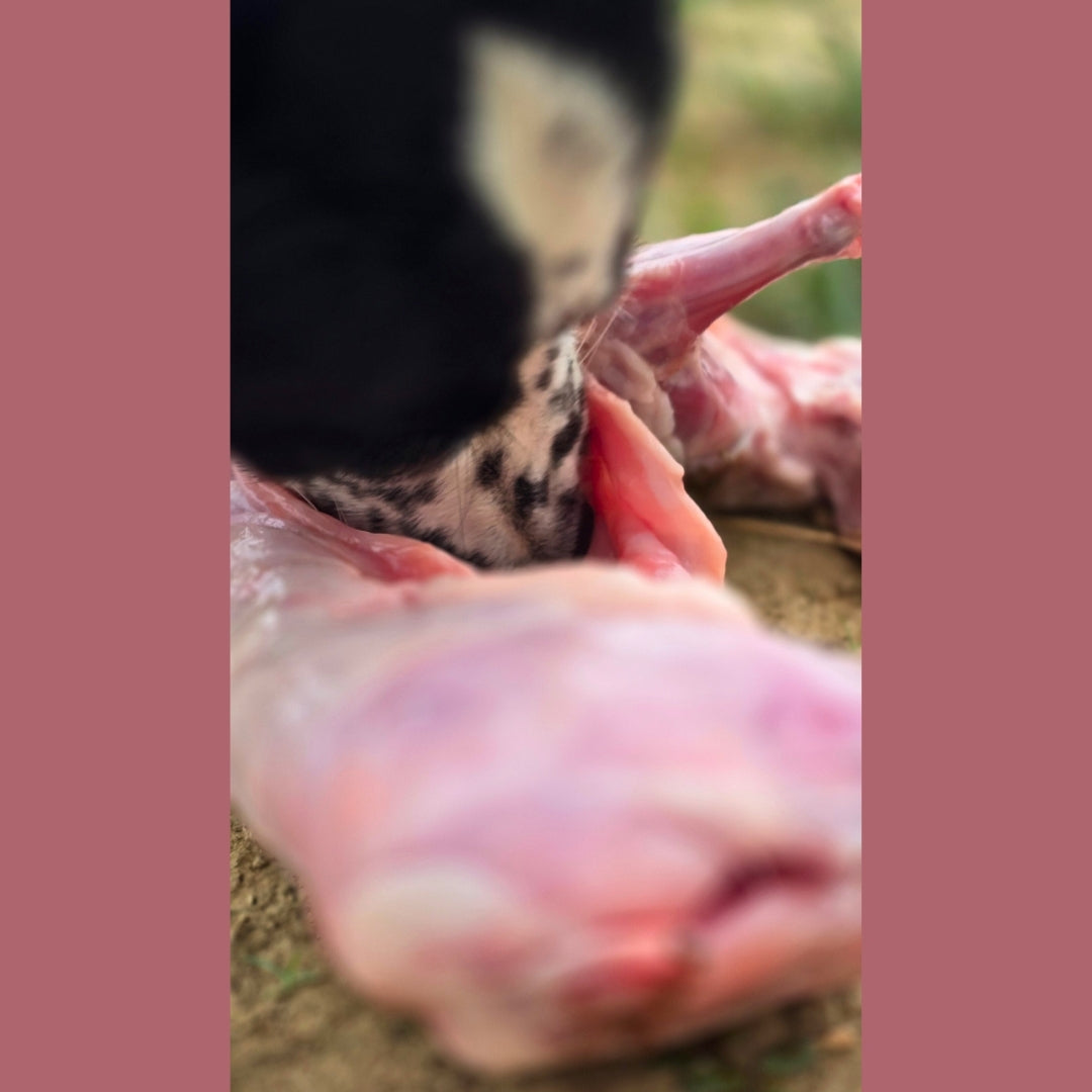 Whole Rabbit