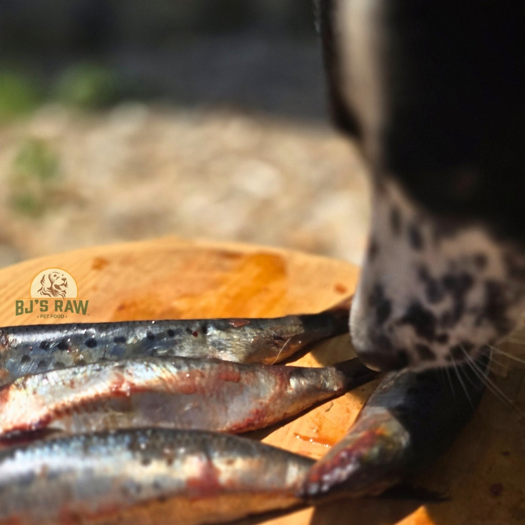 Sardines