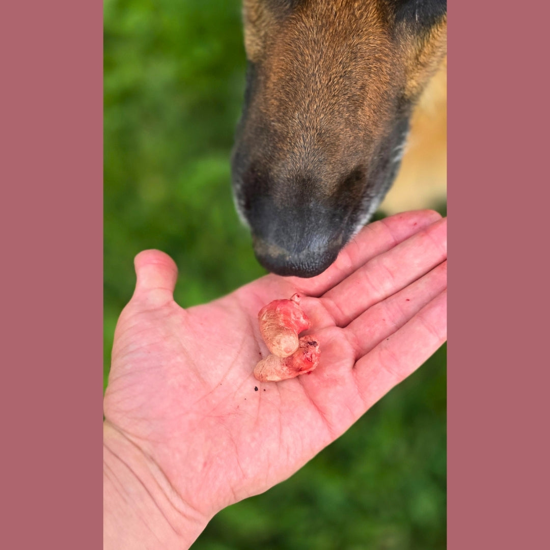 Freeze Dried Chicken Heart Treat