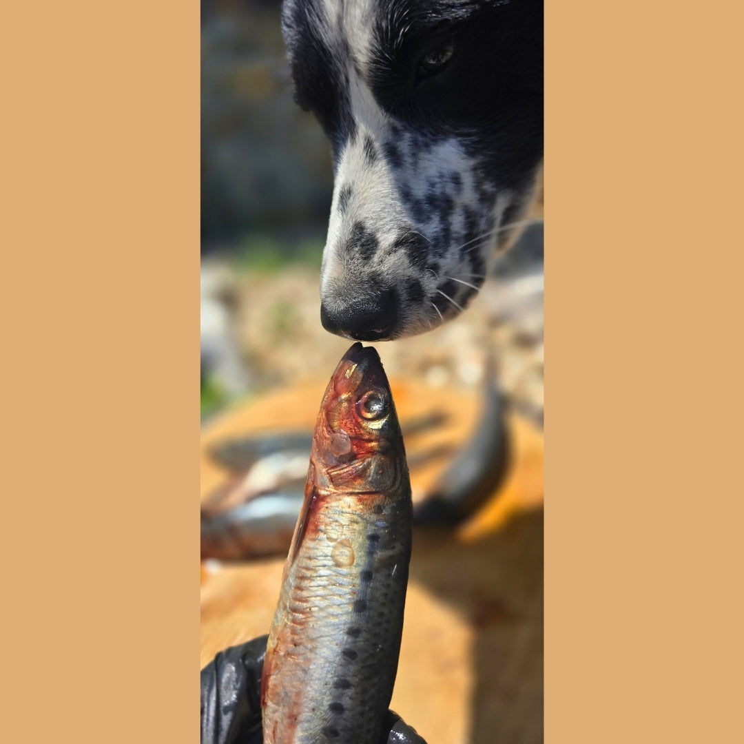 Sardines