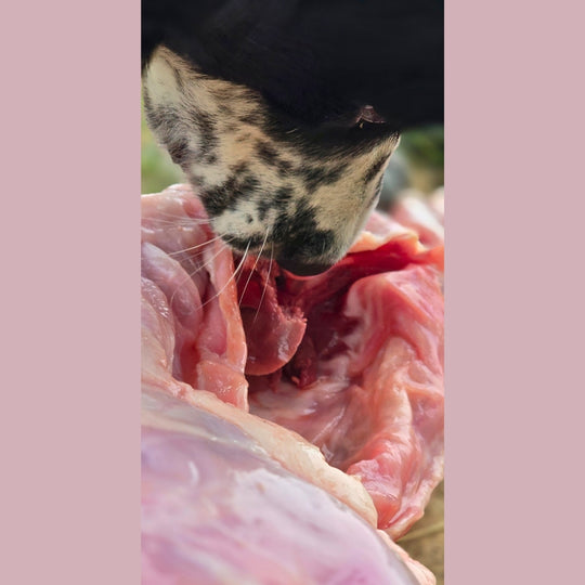 Whole Rabbit