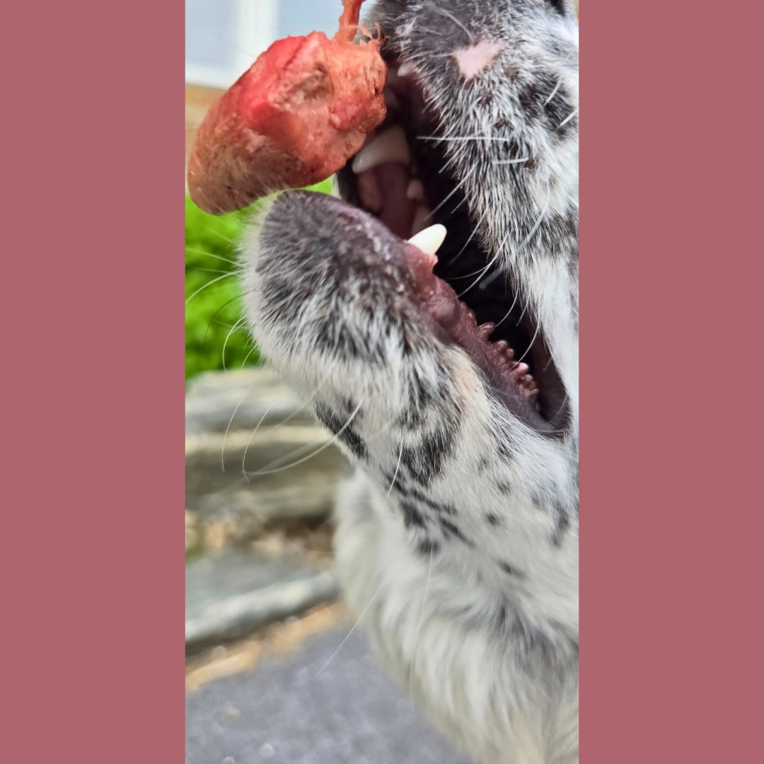 Freeze Dried Chicken Heart Treat