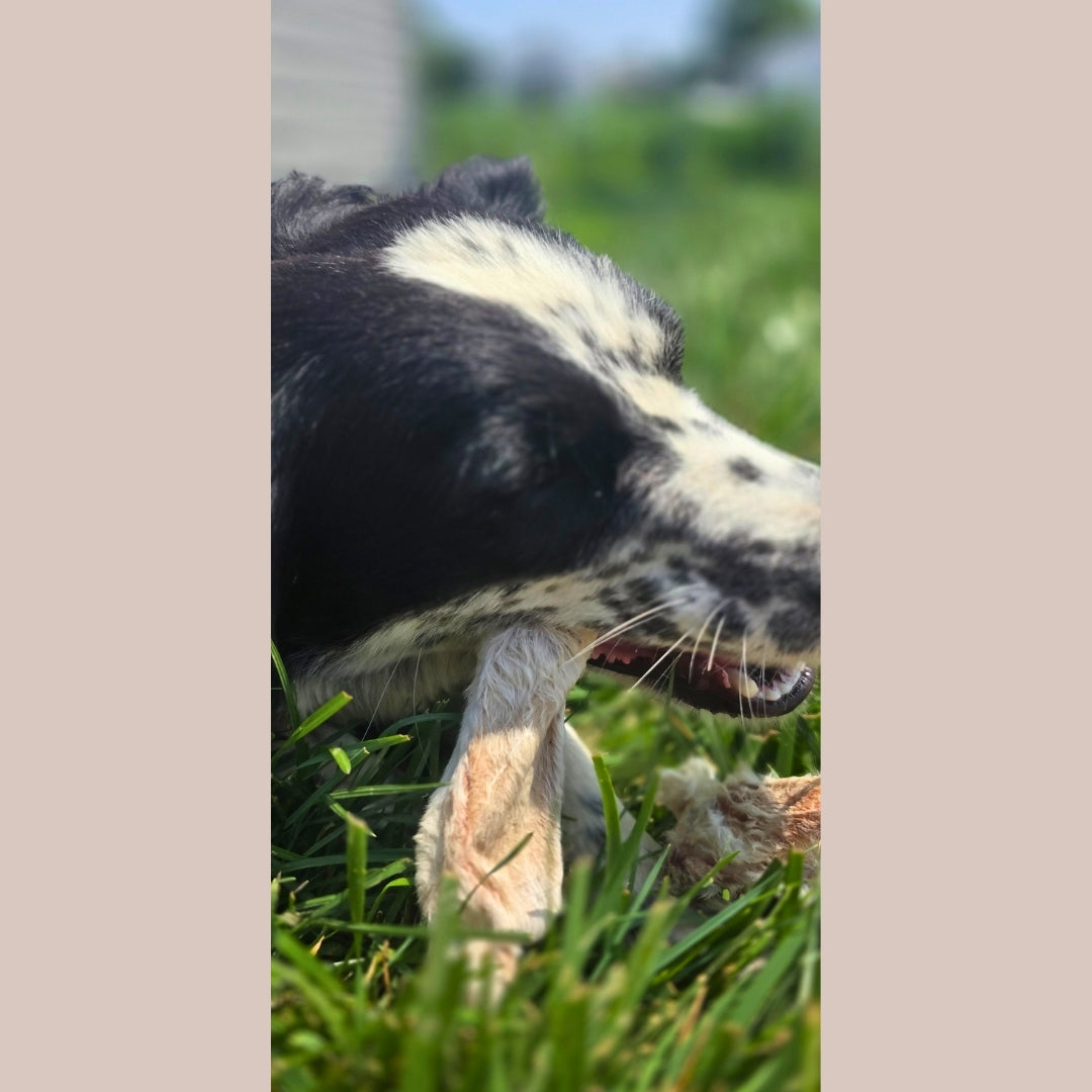 Dehydrated Rabbit Ears