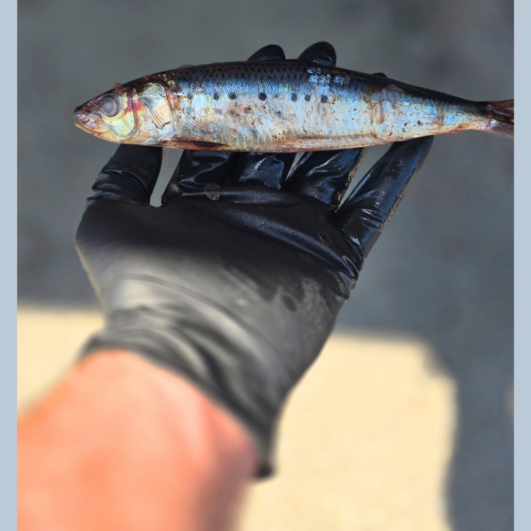 Sardines