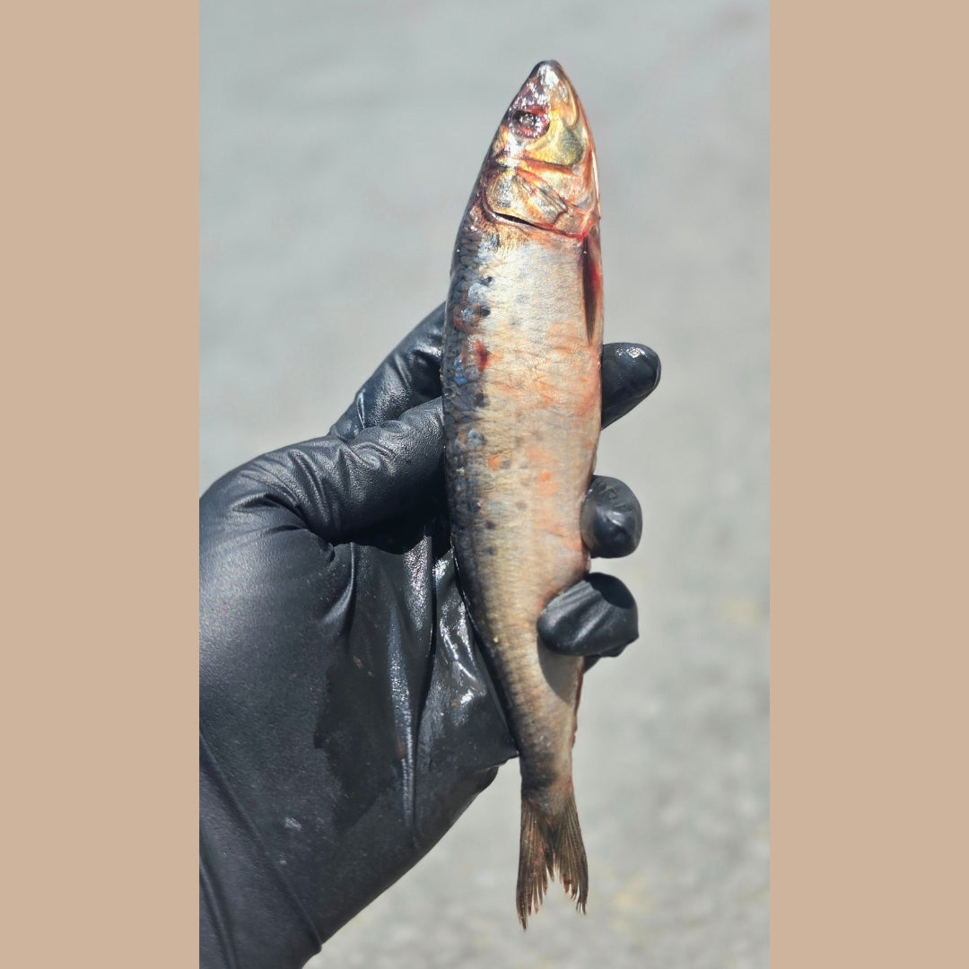 Sardines