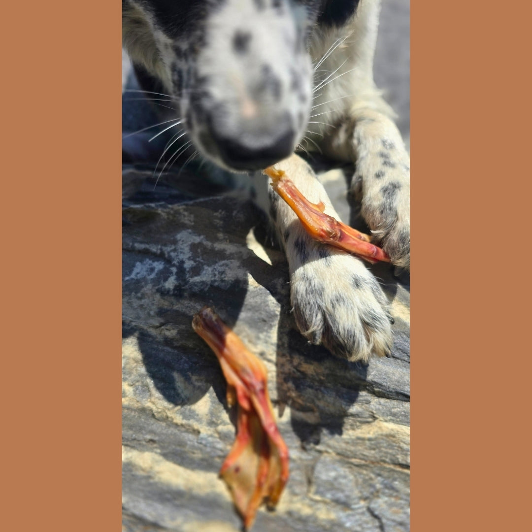 Dehydrated Duck Feet