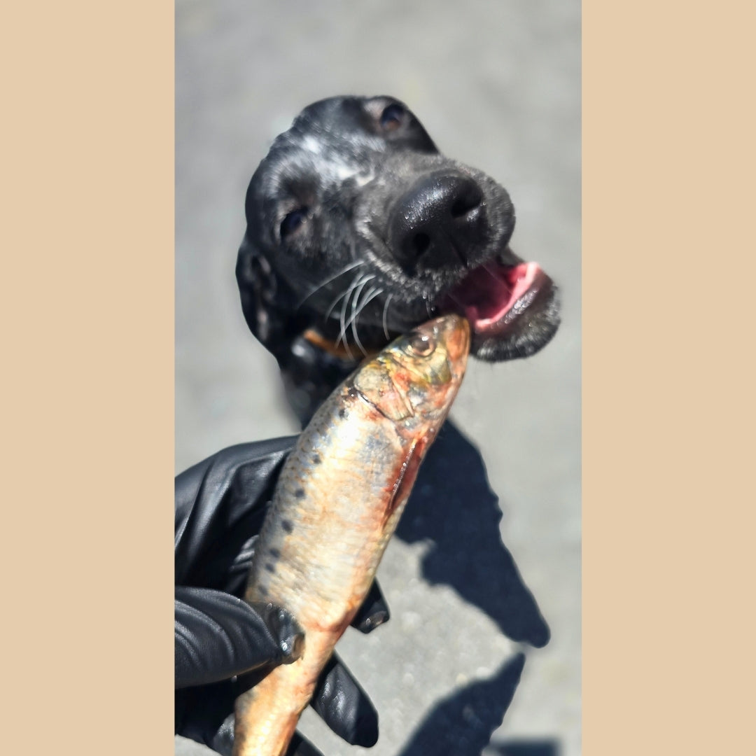 Sardines