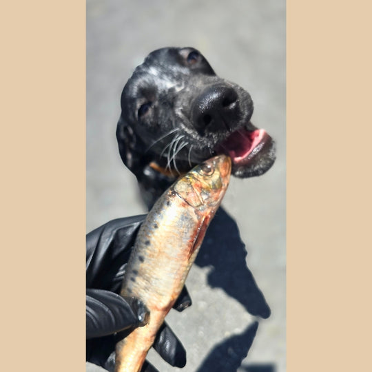 Sardines