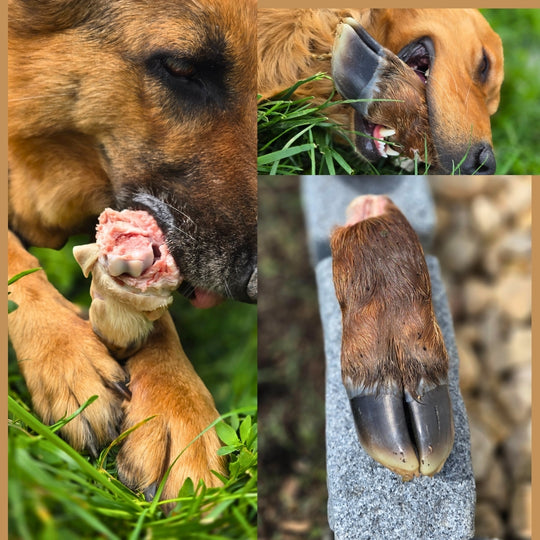 Veal Trotter