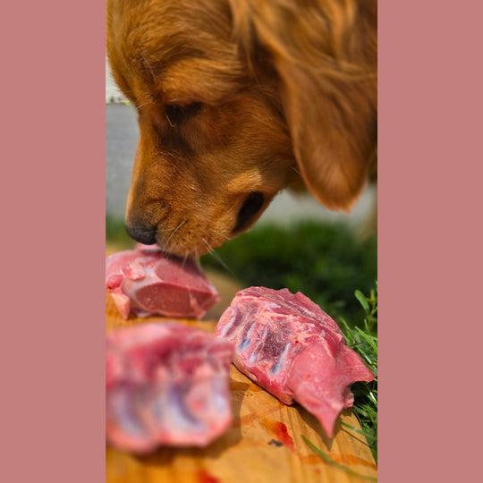 Meaty Calf Bones