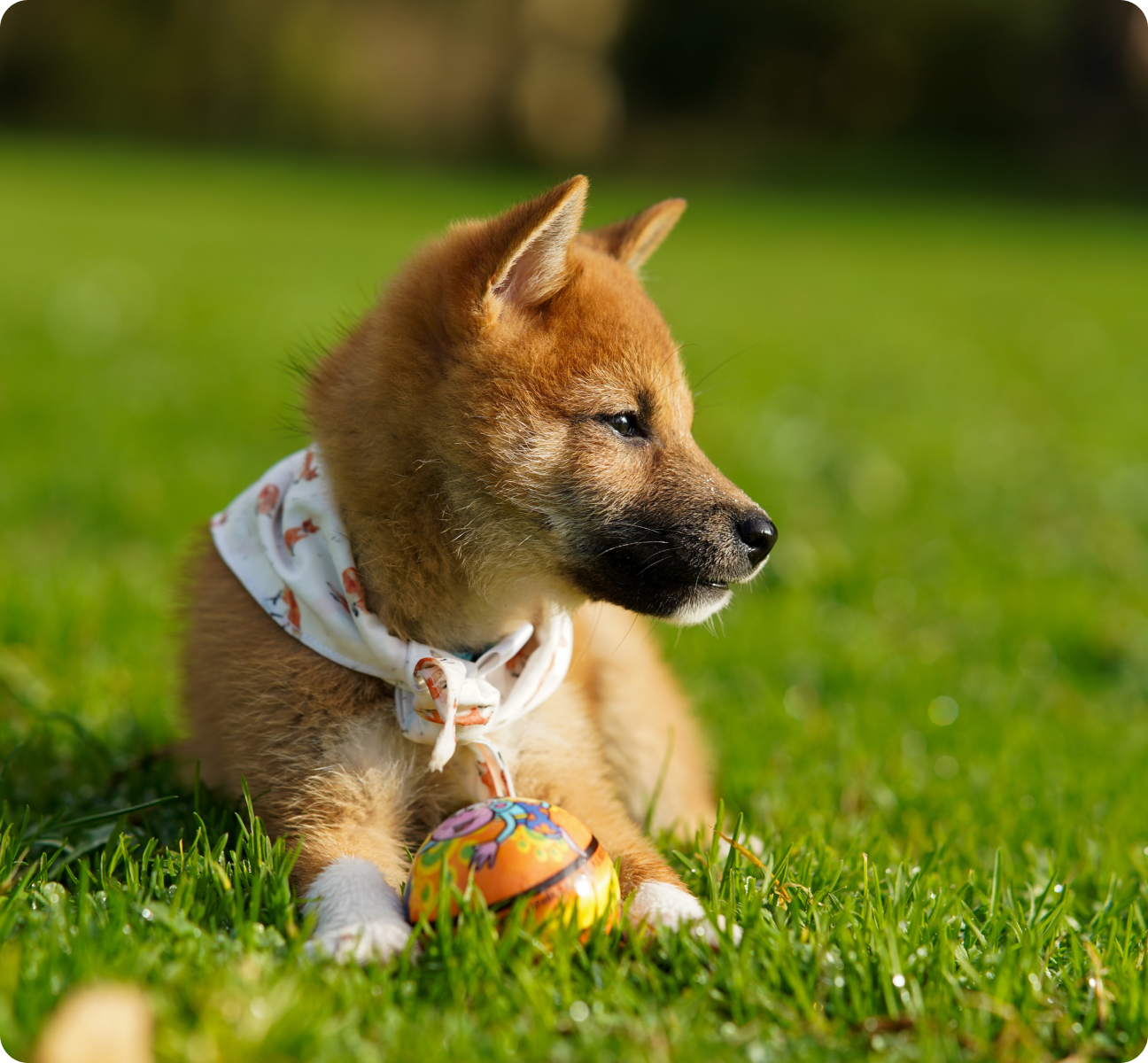 dog picture