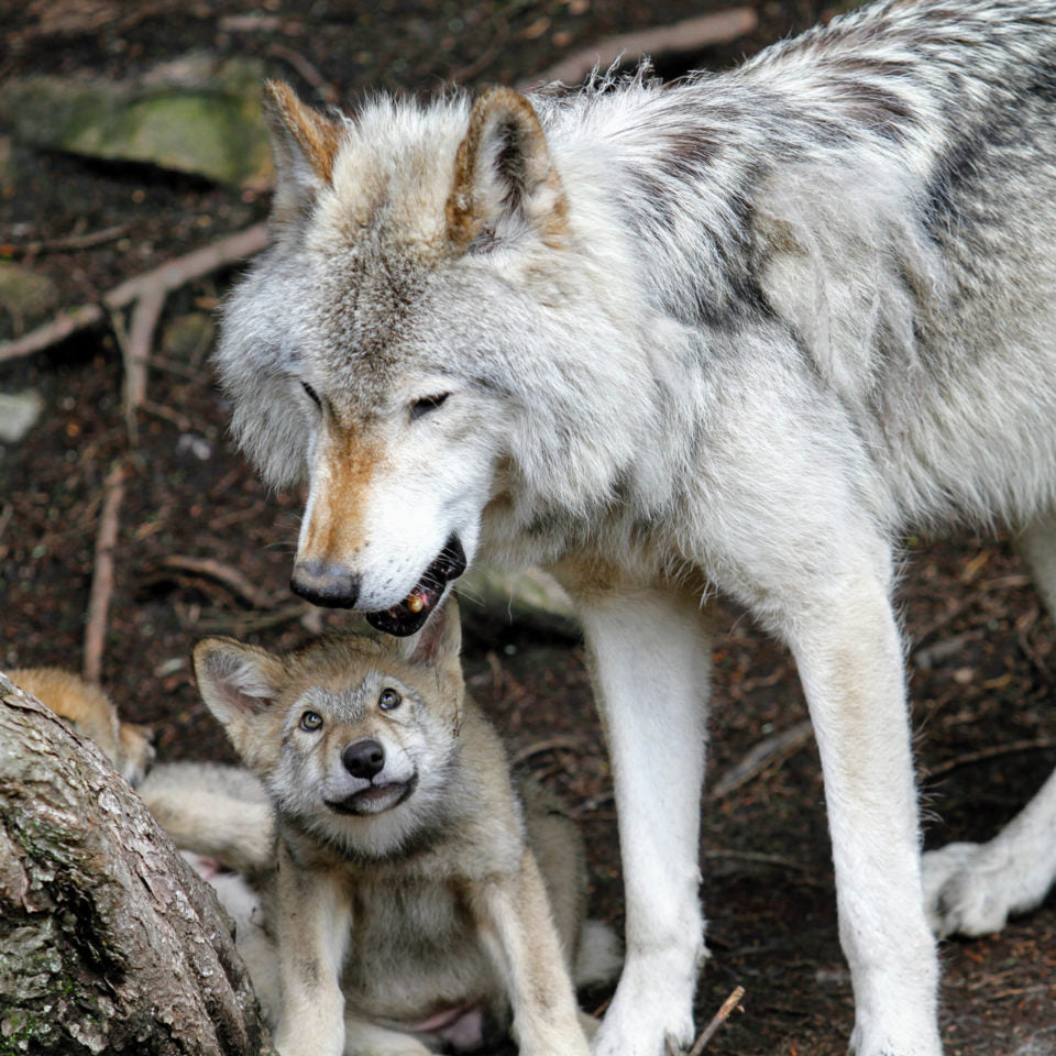 Dogs are Descendants of Wolves
