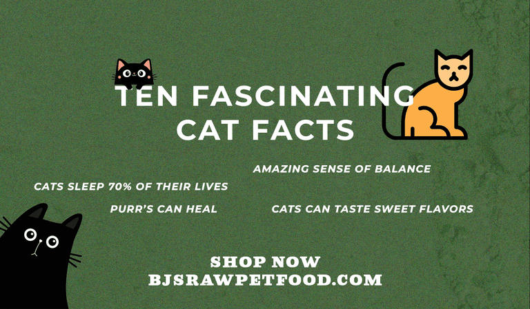 10 Fascinating Cat Facts You Didn’t Know