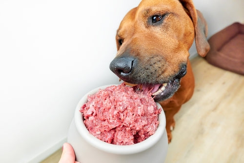 Why Raw Pet Food Reigns Supreme over Kibble