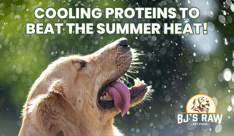 Summer Dog Safety Tips: Beat the Heat with AVMA Advice & Cooling Raw Proteins