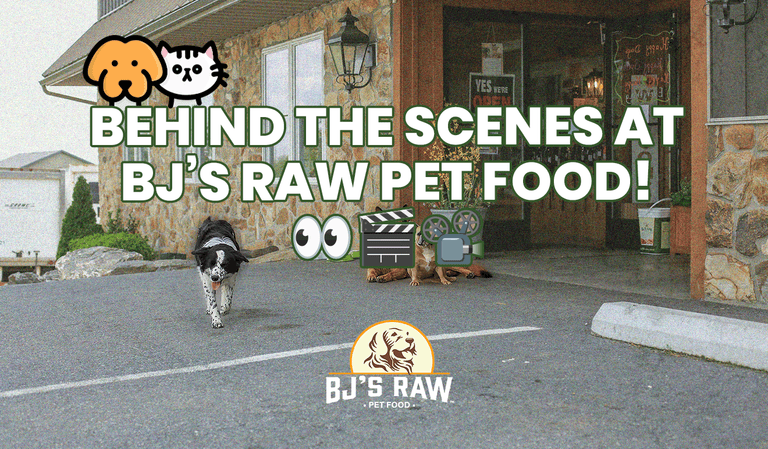 From Our Kitchen to Your Pet’s Bowl: How We Keep Raw Meals Safe, Fresh, and Nutrient-Rich.&nbsp;