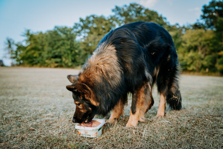 Why We Switched to Raw Dog Food | BJ's Raw Pet Food