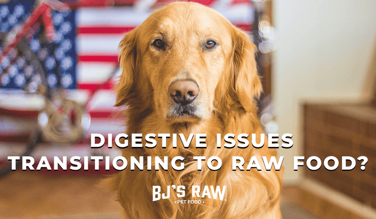 What to Do if Your Dog Has Digestive Upset During the Transition to Raw Food