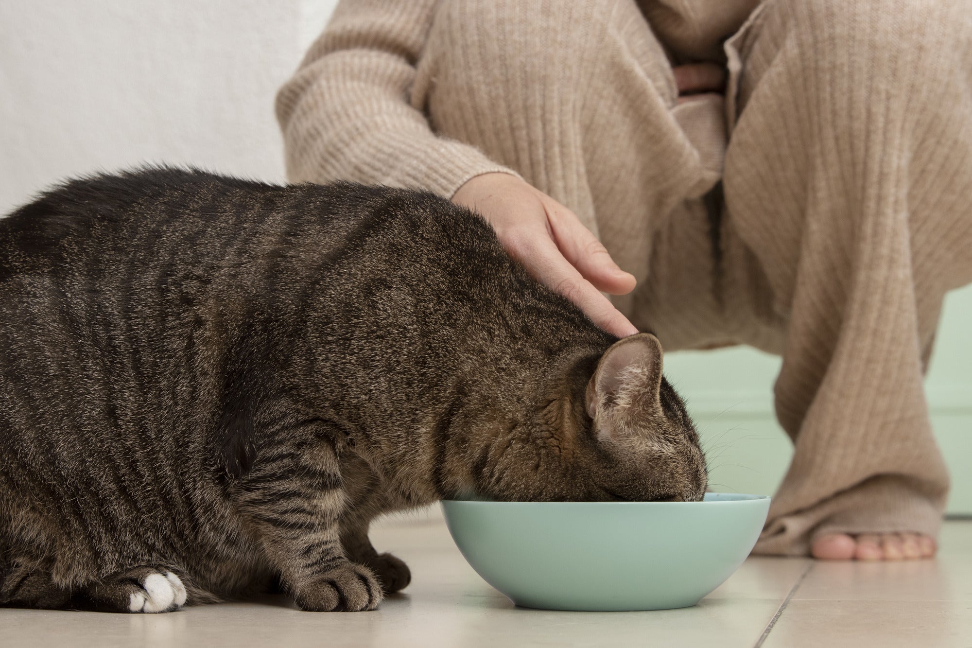 how to mix goat milk for kittens
