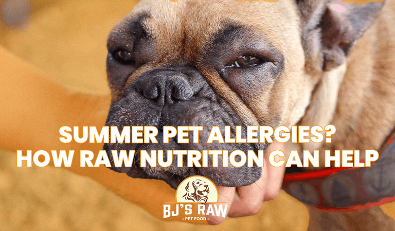 Summer Pet Allergies in Dogs and Cats: How Nutrition Can Support Healthy Skin and Wellness