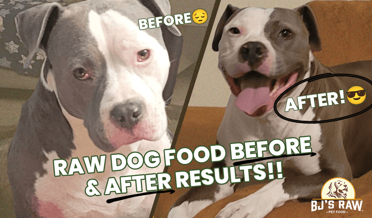 Celebrating 10 Years of Healthy Transformations at BJ’s Raw Pet Food🐾