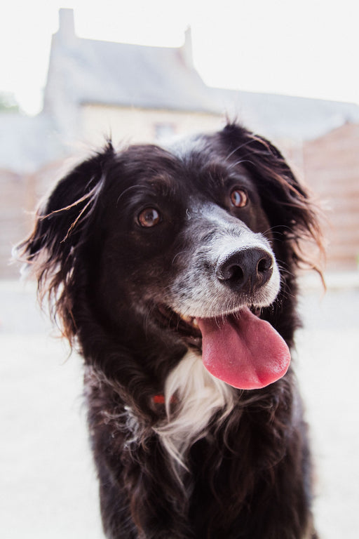 Starting Your Senior Dog On A Raw Diet: The Complete Guide