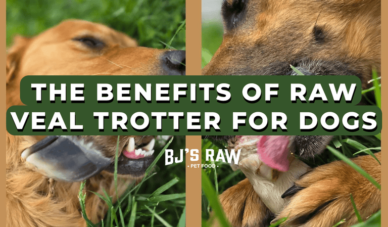 Raw Veal Trotters for Dogs: Benefits, Dental Care & Feeding Tips