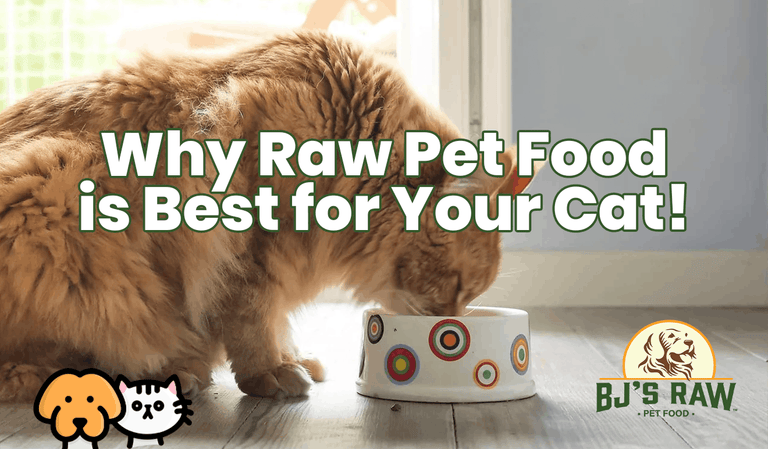 Why Raw Pet Food is Best for Your Cat: Health & Dental Benefits