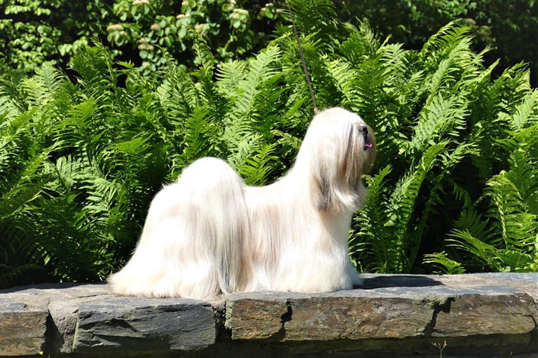 World Winning Show Kennel Chooses BJ's Raw Pet Food