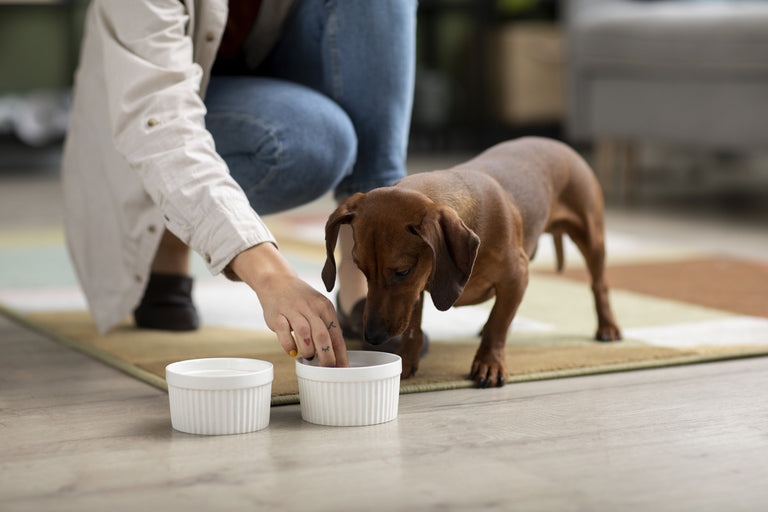 Fresh Dog Food Delivery: How to Keep Your Dog’s Diet Consistent and Healthy
