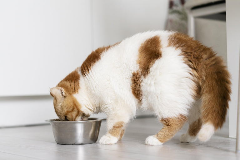 How to Transition Your Cat to a Fresh Food Diet: A Step-by-Step Guide