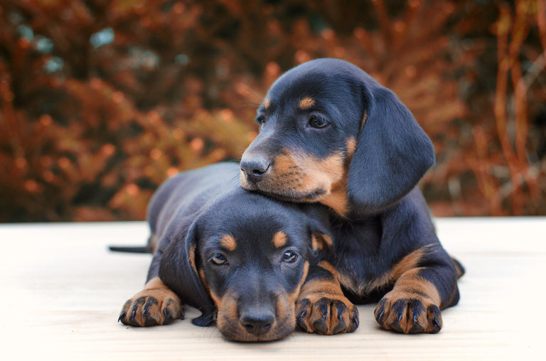 Probiotics for Puppies vs. Senior Dogs