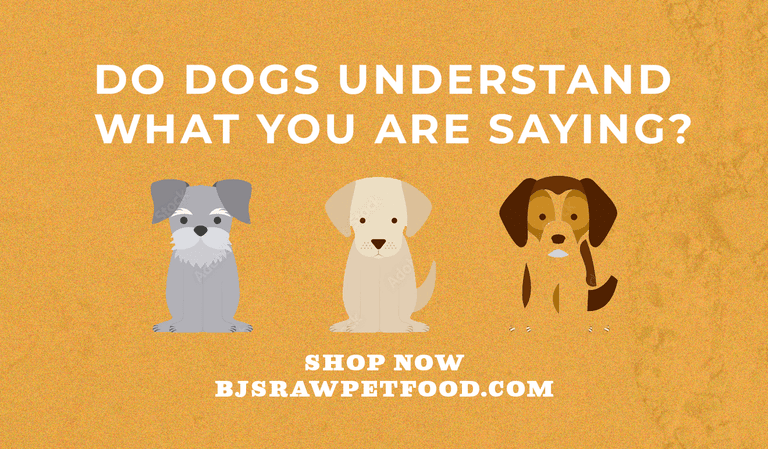 Do Dogs Understand What You Are Saying? Unraveling Canine Communication