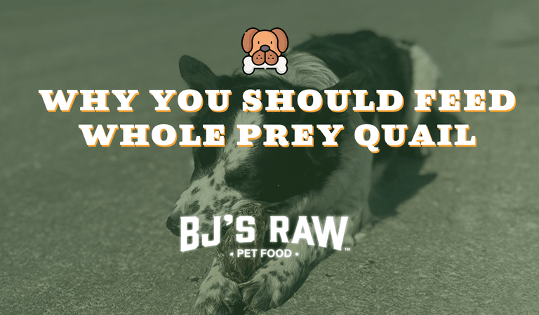Freeze-Dried Whole Prey Quail for Pets: Benefits, Uses, and Nutrition