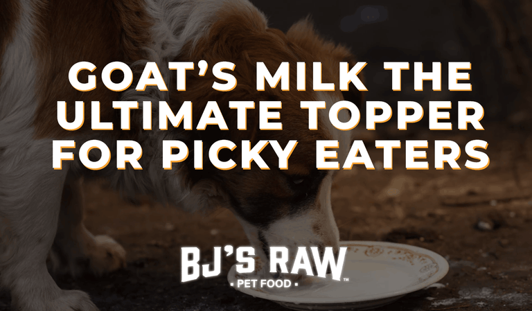 Raw Goat’s Milk for Dogs and Cats: The Easy Way to Improve Digestion, Skin, and Picky Eating