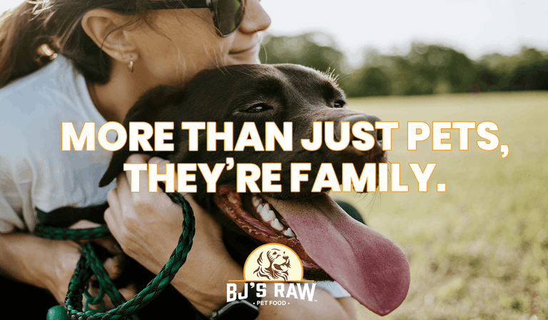The Joy of Loving a Dog or Cat