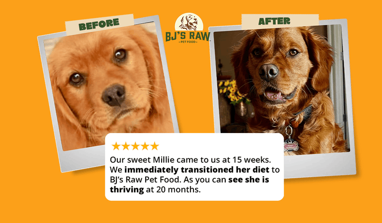 Celebrating 10 Years of Healthy Transformations for Pets Thriving on Fresh, Raw Food 🐾
